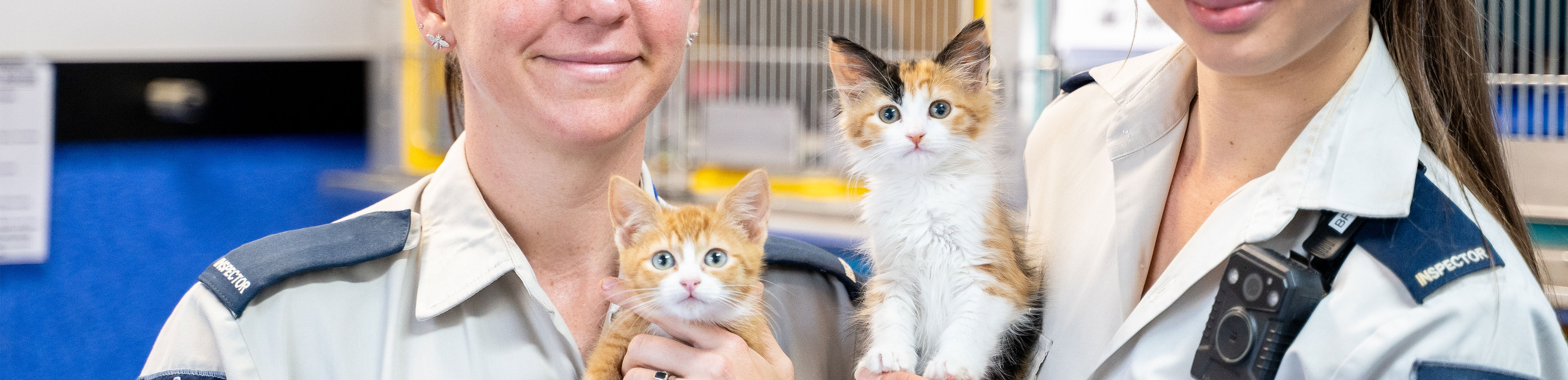 improve animal welfare with a submission to the state government